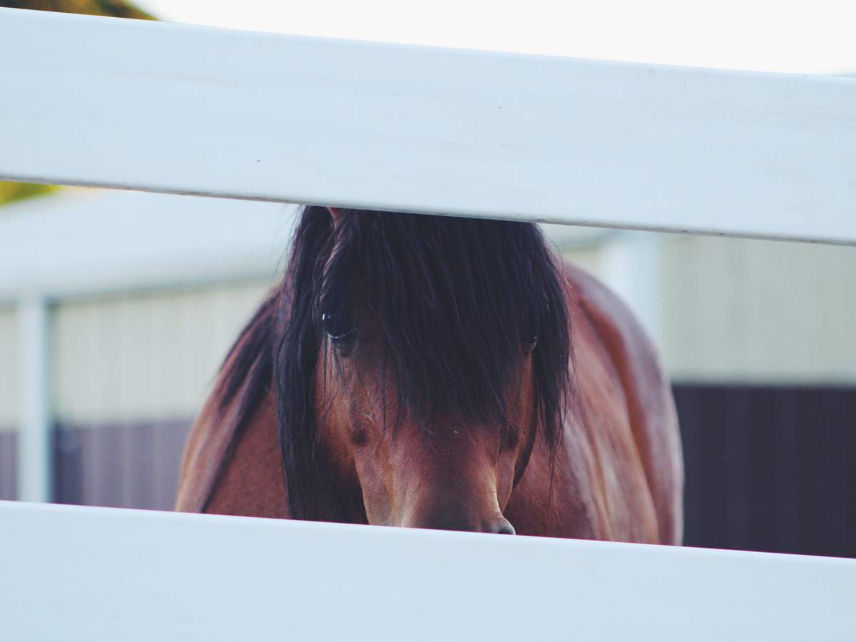 为什么只给我一匹更快的马？